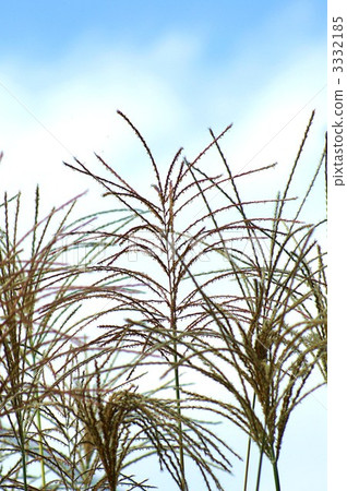 鈴木的花頭垂直位置開花在領域 鈴木的花頭垂直位置開花在領域 3332185