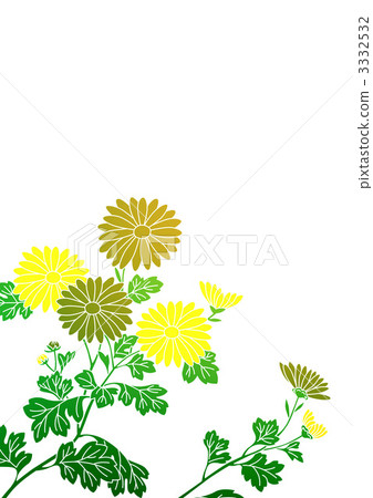 flower, flowers, chrysanthemum 3332532