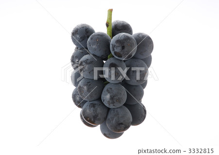 Fresh Pione Fresh Pione 3332815