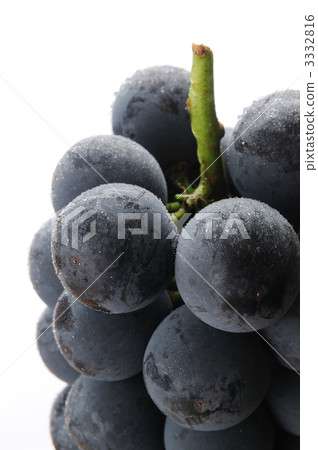 Fresh Pione Fresh Pione 3332816