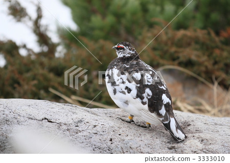 Thunder bird 3333010