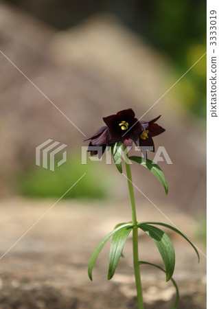 黑百合 3333019