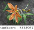 射干 3333061
