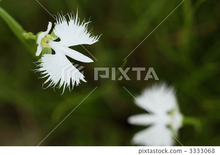 Sagisou Sagisou 3333068