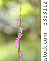 Spiranthes sinensis 3333112