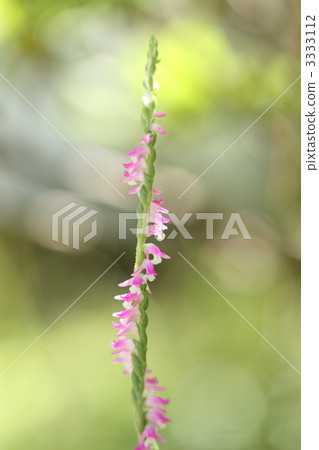 Spiranthes sinensis Spiranthes sinensis 3333112