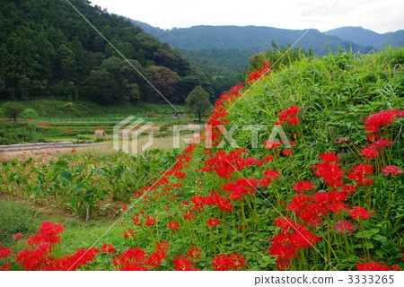 Autumn of Satoyama 4 Autumn of Satoyama 4 3333265