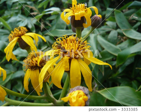 Marubadakekabuki Marubadakekabuki 3333385