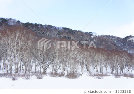 White birch ranch (Akagi) White birch ranch (Akagi) 3333388