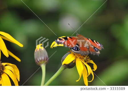 peacock butterfly, european peacock, ligularia dentata 3333389