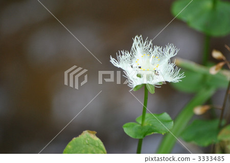 white flowers, White Flower, herb 3333485