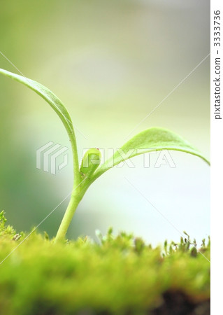 雙葉的鬥爭 3333736