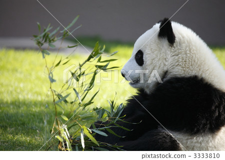 陸生動物 熊貓 動物 3333810