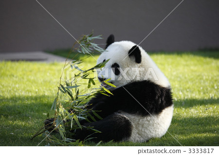 terrestrial animal, panda, pandas 3333817