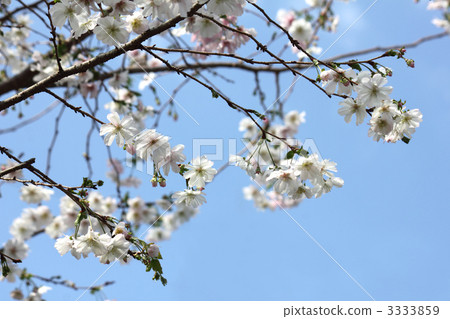 秋天的十月櫻花（側身） 3333859