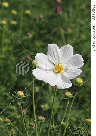 獨輪車的白色宇宙和許多芽 3333863