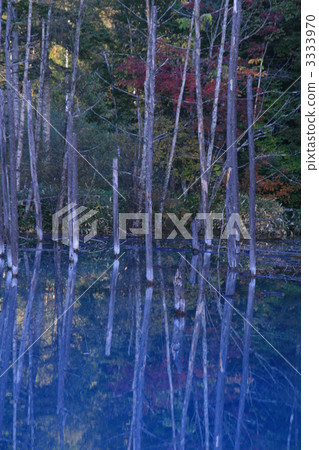 Standing trees on the surface of the water, Biei Aoike Standing trees on the surface of the water, Biei Aoike 3333970