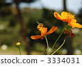 yellow cosmos, bee, botanic 3334031