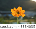 yellow cosmos, yellow flower, petal 3334035