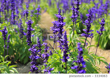 Blue salvia 3334063