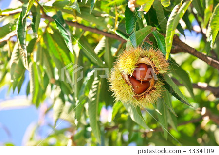 Tamba Chestnut Tamba Chestnut 3334109