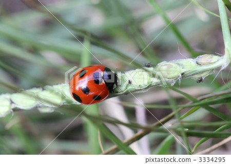 Ladybird Ladybird 3334295