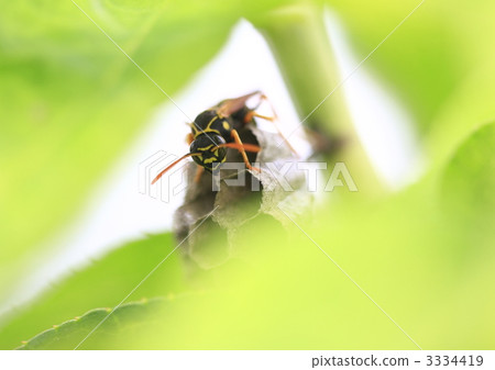 The nest of the ladybird The nest of the ladybird 3334419