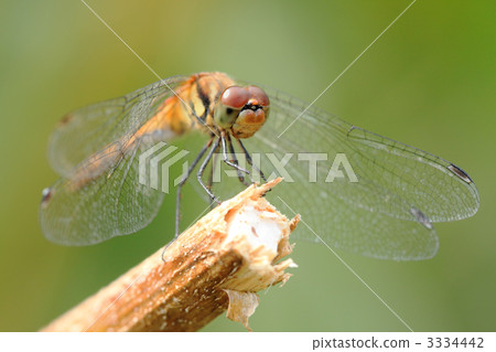 Female of Natsukane 3334442