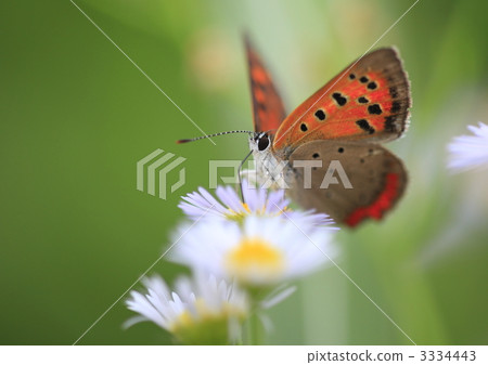 Lycaena phlaeas 3334443