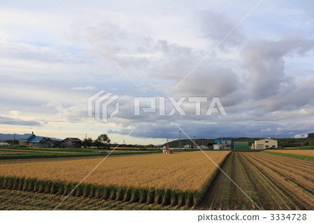 Rice harvest 3334728