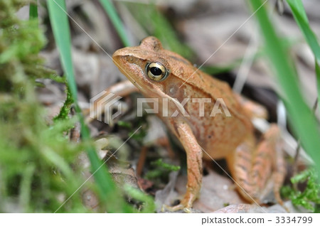 青蛙 兩棲的 一隻兩棲動物 3334799