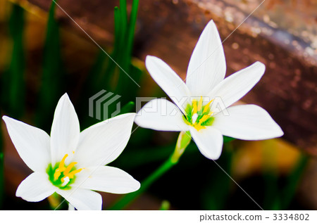 多摩盲目 多摩盲目 3334802