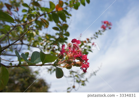 幻燈片 幻燈片 3334831