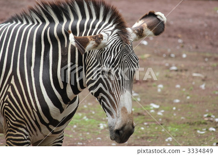 斑馬 斑馬 3334849