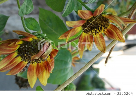 向日葵 3335264