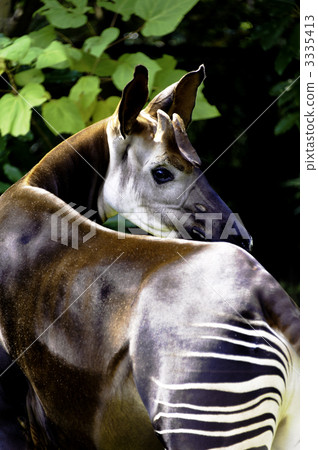 Okapi 3335413