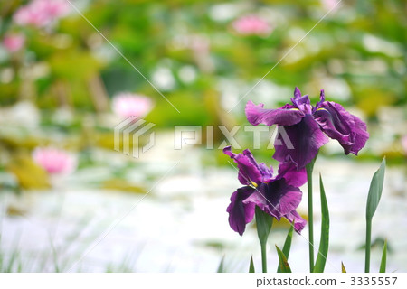 Iris Gan“Kagura Lion” Iris Gan“Kagura Lion” 3335557