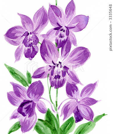 orchid, illustration, bright 3335648