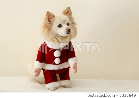 Pomeranian and Spitz mixed dog Christmas Pomeranian and Spitz mixed dog Christmas 3335649