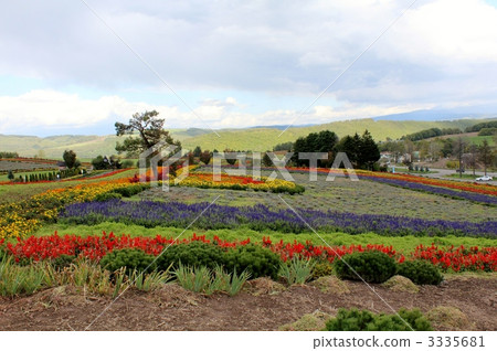 zerubu hill, flower garden, flower field 3335681