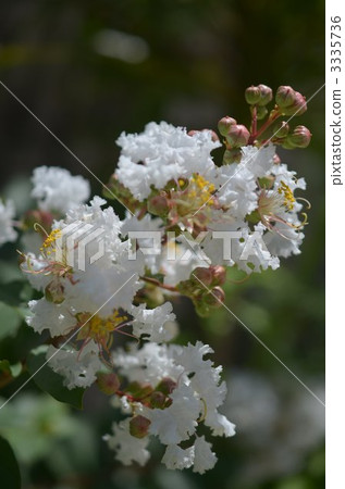 bloom, blossom, blossoms 3335736