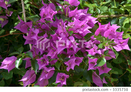 Bougainvilleia / light purple Bougainvilleia / light purple 3335738