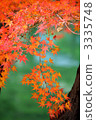 Autumn leaves 3335748
