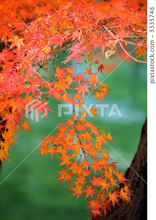 Autumn leaves Autumn leaves 3335748