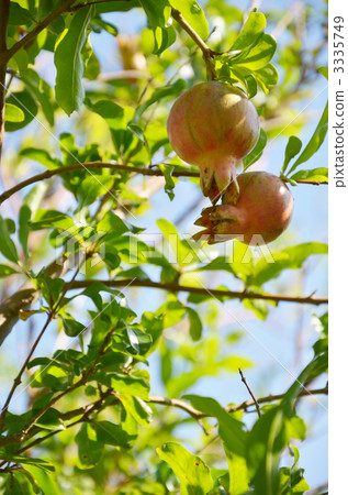 Pomegranate fruit Pomegranate fruit 3335749