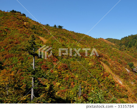 哈庫山 楓樹 紅楓 3335784