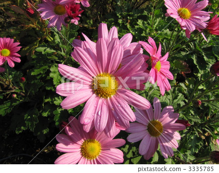 萬壽菊 萬壽菊 3335785
