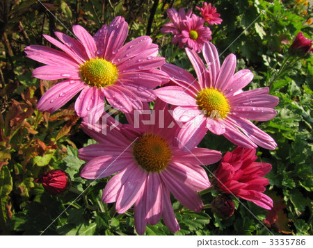 萬壽菊 萬壽菊 3335786