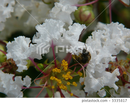 White flower's crisp berry 4 3335817
