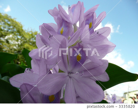 Water hyacinth light backlight version Water hyacinth light backlight version 3335820